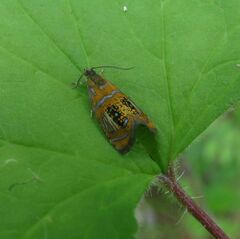 Olethreutes arcuella