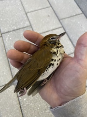 Hylocichla mustelina