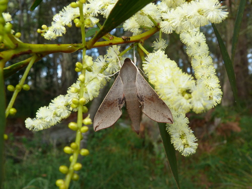 Coprosma Hawk Moth photo 4