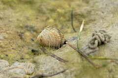 Austrovenus stutchburyi