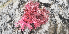 Rhodophyta