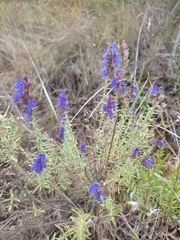 Hyssopus officinalis