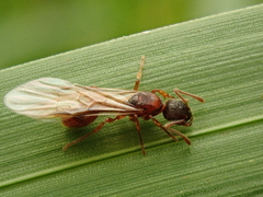 Myrmica rubra