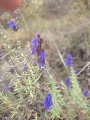 Hyssopus officinalis