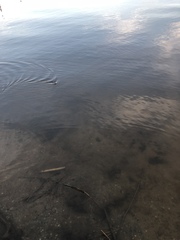 Nerodia sipedon