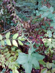 Epipactis helleborine