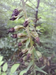 Epipactis helleborine