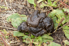 Nyctereutes procyonoides