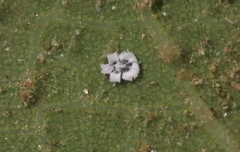 Aleuroplatus coronata