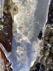 Anthopleura