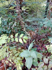 Epipactis helleborine