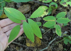 Polygonatum pubescens