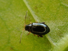 Aphthona nonstriata