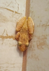 Scinax