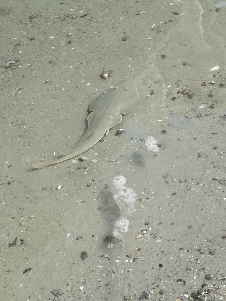 Bluntnose Guitarfish