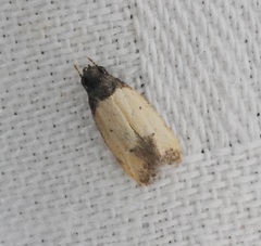 Tyrolimnas anthraconesa