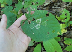 Phyllonorycter lucetiella