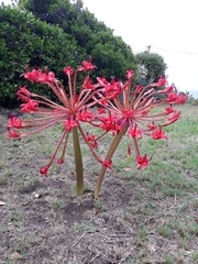 Brunsvigia orientalis