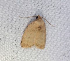 Anachrostis