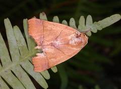 Carea angulata