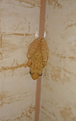 Scinax
