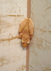 Scinax