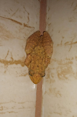 Scinax