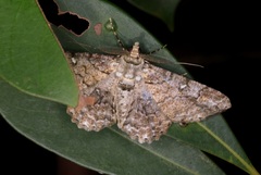 Cleora alienaria