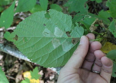 Phyllonorycter lucetiella