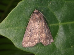 Condica