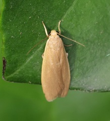 Danielithosia immaculata