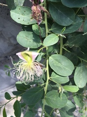 Capparis spinosa