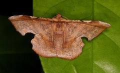 Fascellina chromataria