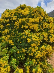 Osteospermum moniliferum