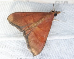 Hemiscopis sanguinea