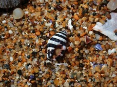 Engina zonalis