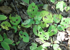 Cornus alternifolia