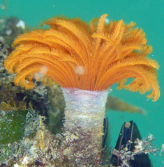 Eudistylia polymorpha
