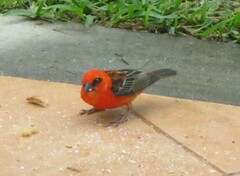 Foudia madagascariensis