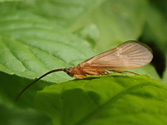 Trichoptera