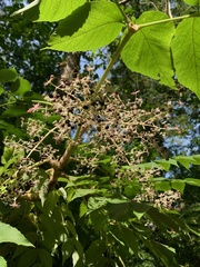 Aralia