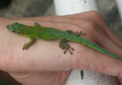 Phelsuma cepediana