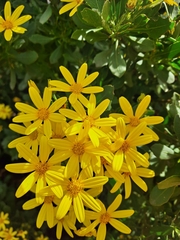 Osteospermum moniliferum