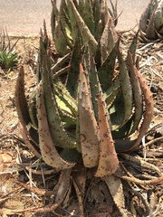 Aloe peglerae