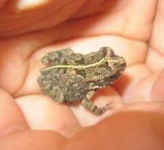 Sclerophrys gutturalis
