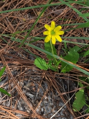 Berlandiera subacaulis