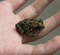 Sclerophrys gutturalis