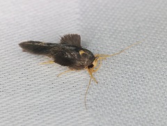 Stathmopoda masinissa