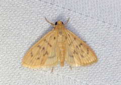 Tabidia obvia