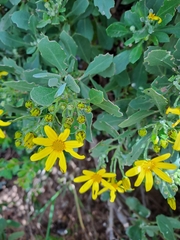 Osteospermum moniliferum